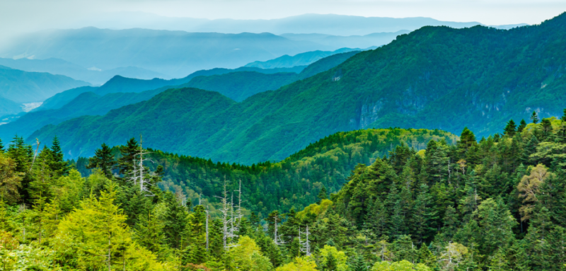 日立システムズはデジタルの力で持続可能な森林経営を目指しています